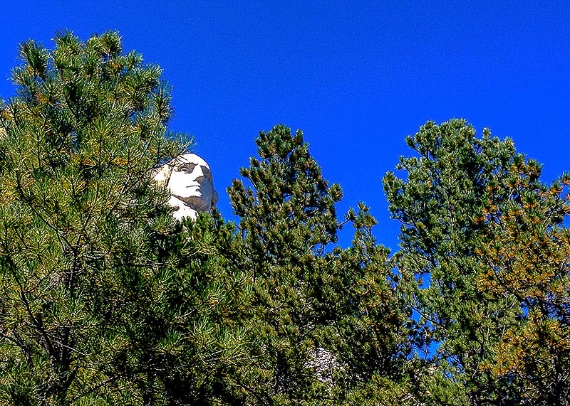 Washington's profile peeking through the Black Hills ponderosa pines